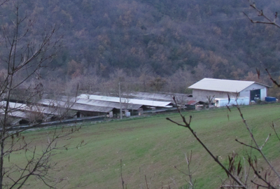 Cassinadri